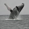 Ballenas | Whale Watching | Panama Gem Charters