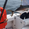 Proline | Panama Gem Charters | Pesca