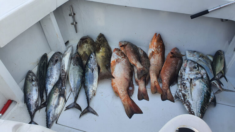 pesca mar abierto | tipos de pesca