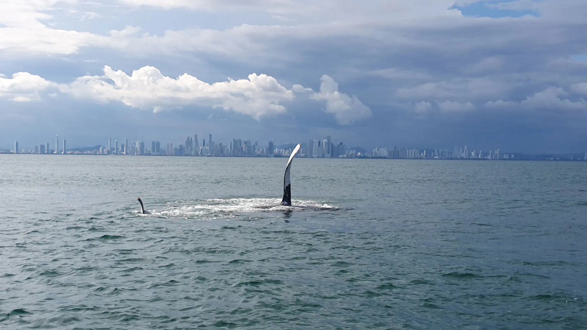 Whale Watching in Panama - Avistamiento de Ballenas - Gem Charters